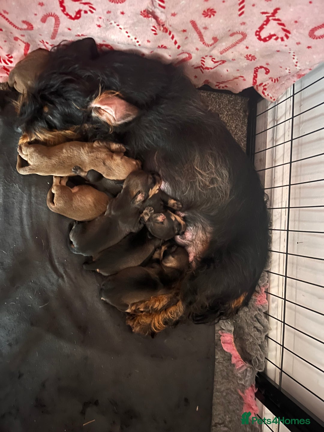 Dachshund dogs for sale: Wirehaired dachshund puppies  - Advert 2