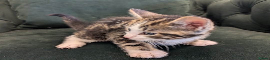 Boy 2 – Male Tabby