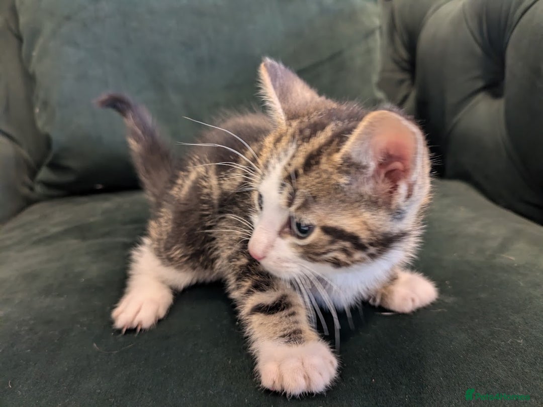 Mixed Breed cats for sale: 🐾 Adorable Kittens Ready for Their New Homes 🐾 - Image 5