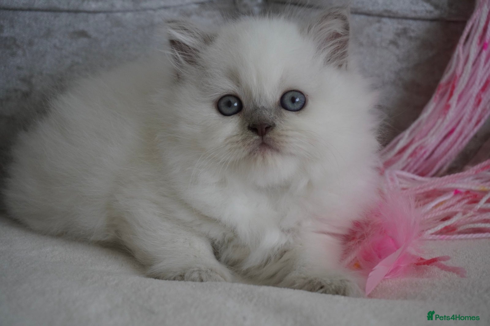 Scottish Fold cats Beautiful kittens - Advert 2