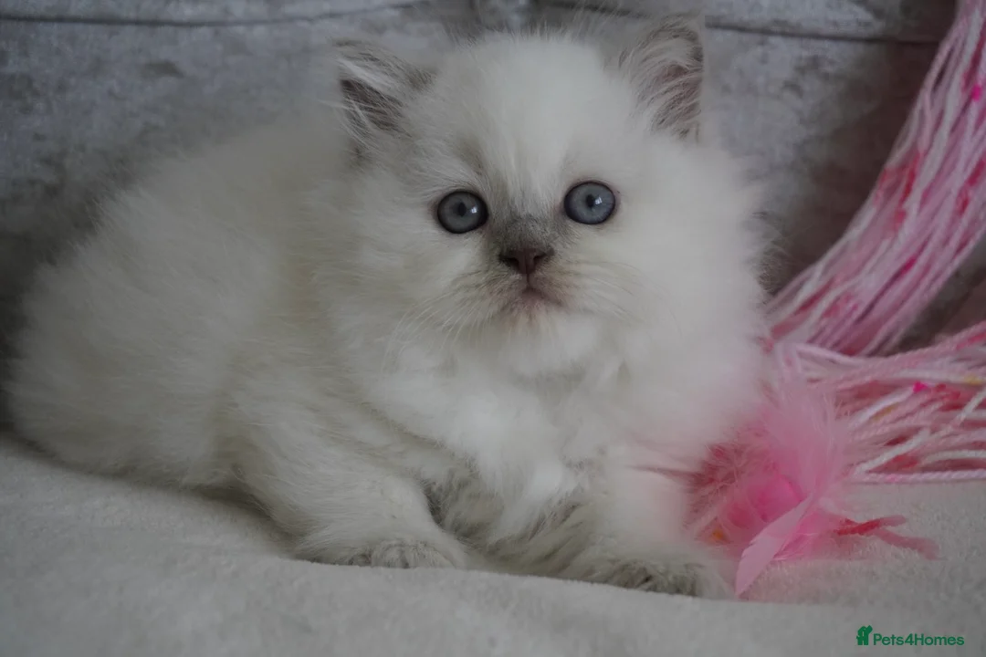 Scottish Fold cats for sale: Beautiful kittens - Advert 2