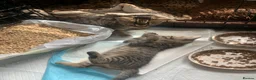 Mixed Breed cats for sale: Bengal kittens  in Huntingdon - Advert 9