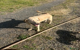 Labrador Retriever dogs for sale: Stunning champagne lab  - Image 4