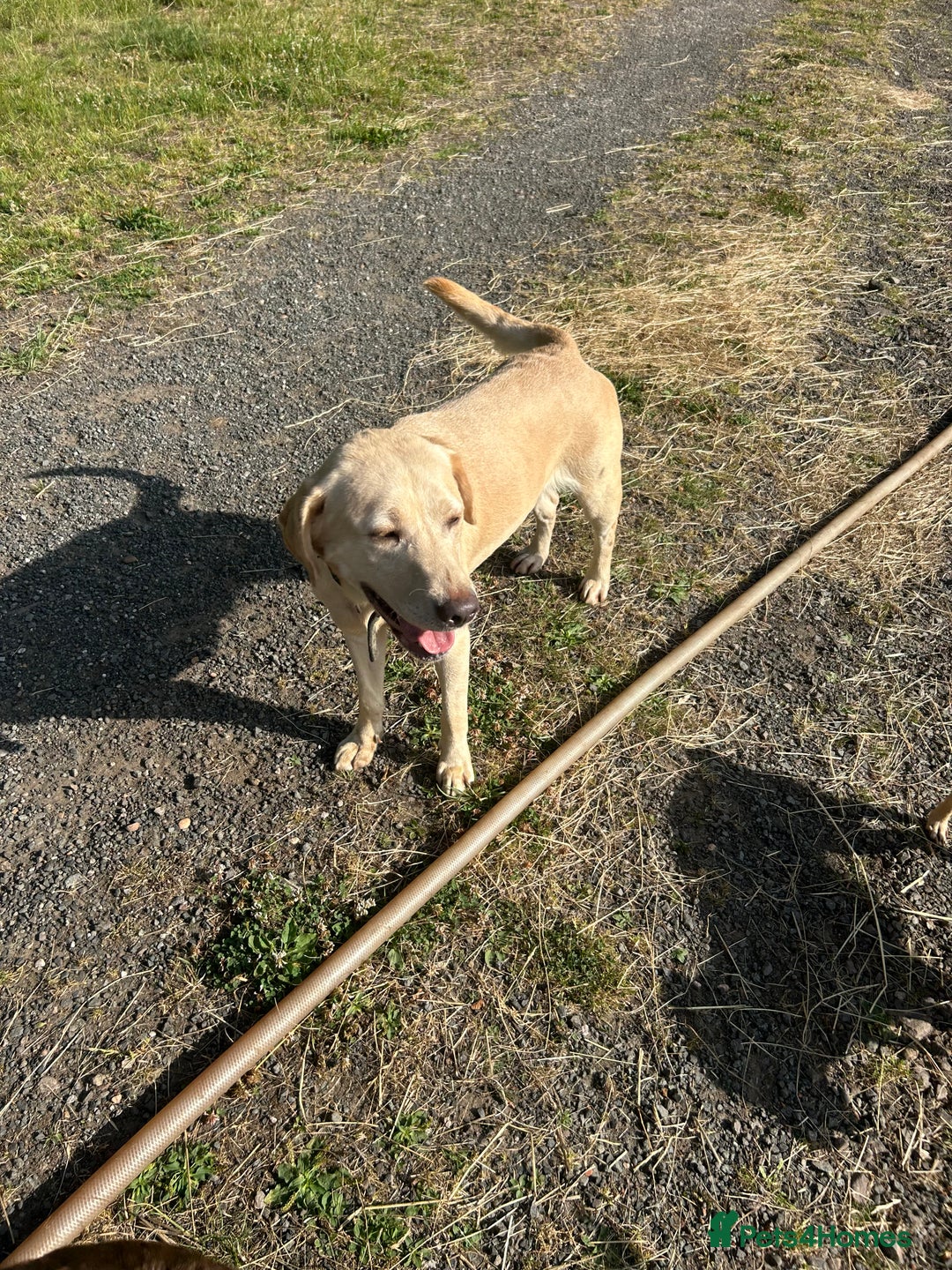 Labrador Retriever dogs for sale: Stunning champagne lab  - Image 4