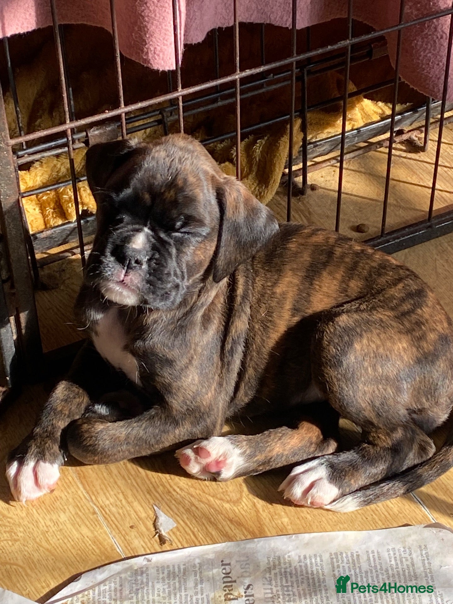 Boxer dogs KC Registered Boxer Puppies - health tested - Advert 2