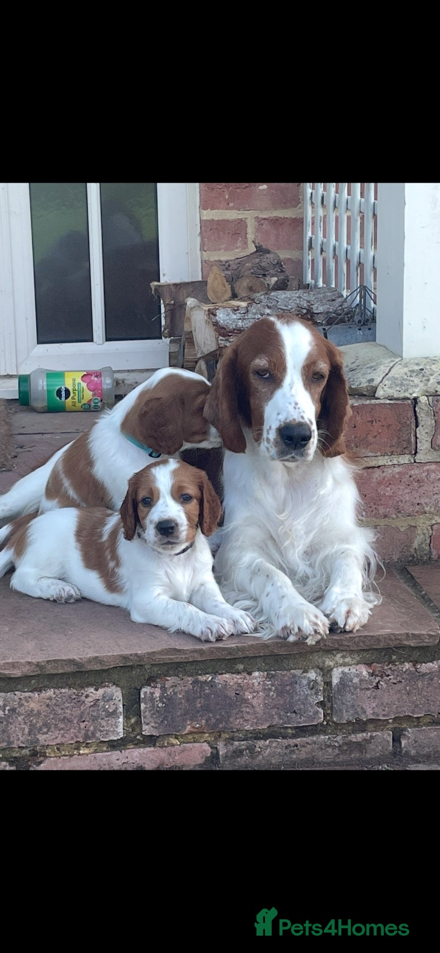 Welsh Springer Spaniel dogs Beautiful Welsh Springer Spaniel Puppies For Sale - Advert 1