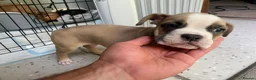 Mixed Breed dogs for sale: Family Raised Bulldog x Boxer Puppies Ready :))) in Bideford - Advert 21