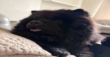 Chow Chow dogs - Advert 2
