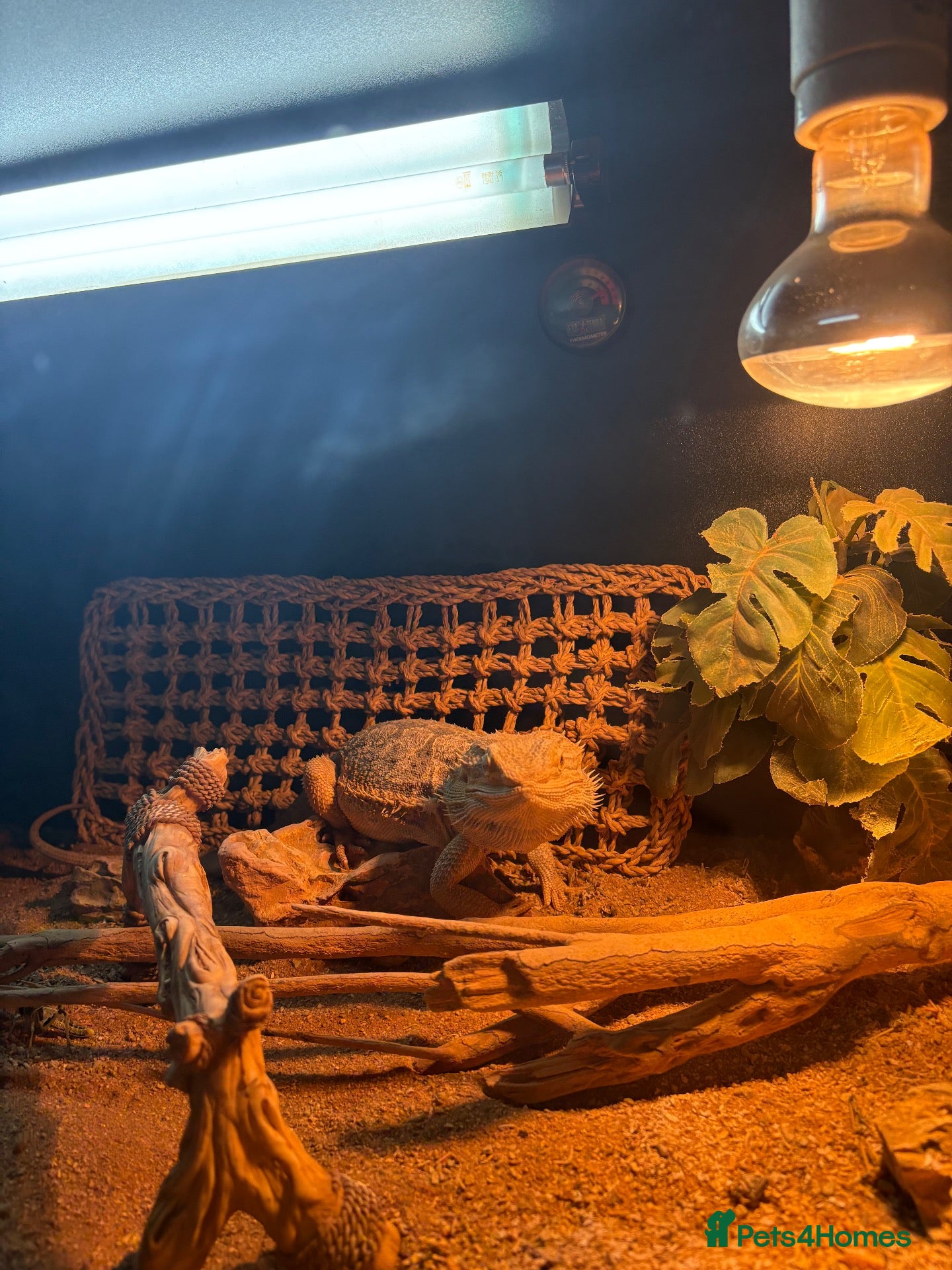 Bearded Dragon reptiles Name: rocco  - Advert 1