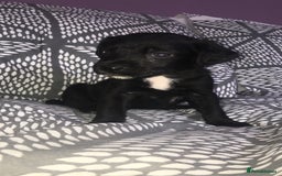 Mixed Breed dogs for sale: 8 cocker spaniel mixed breed puppy's  - Image 1