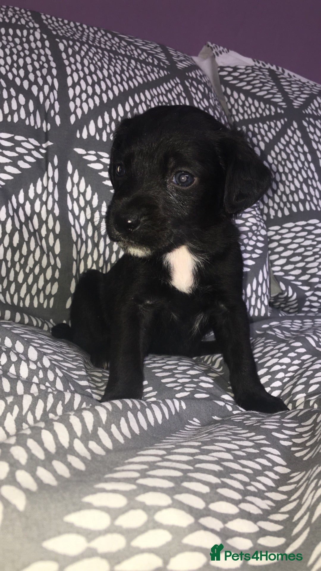 Mixed Breed dogs for sale: 8 cocker spaniel mixed breed puppy's  - Image 1