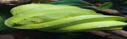 Python Snake reptiles for sale: Manokwari green tree python  - Advert 4