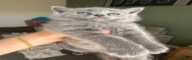 British Shorthair 1