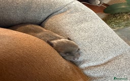 Italian Greyhound dogs for sale: Italian greyhound 4 gorgeous boys 💙 - Image 7