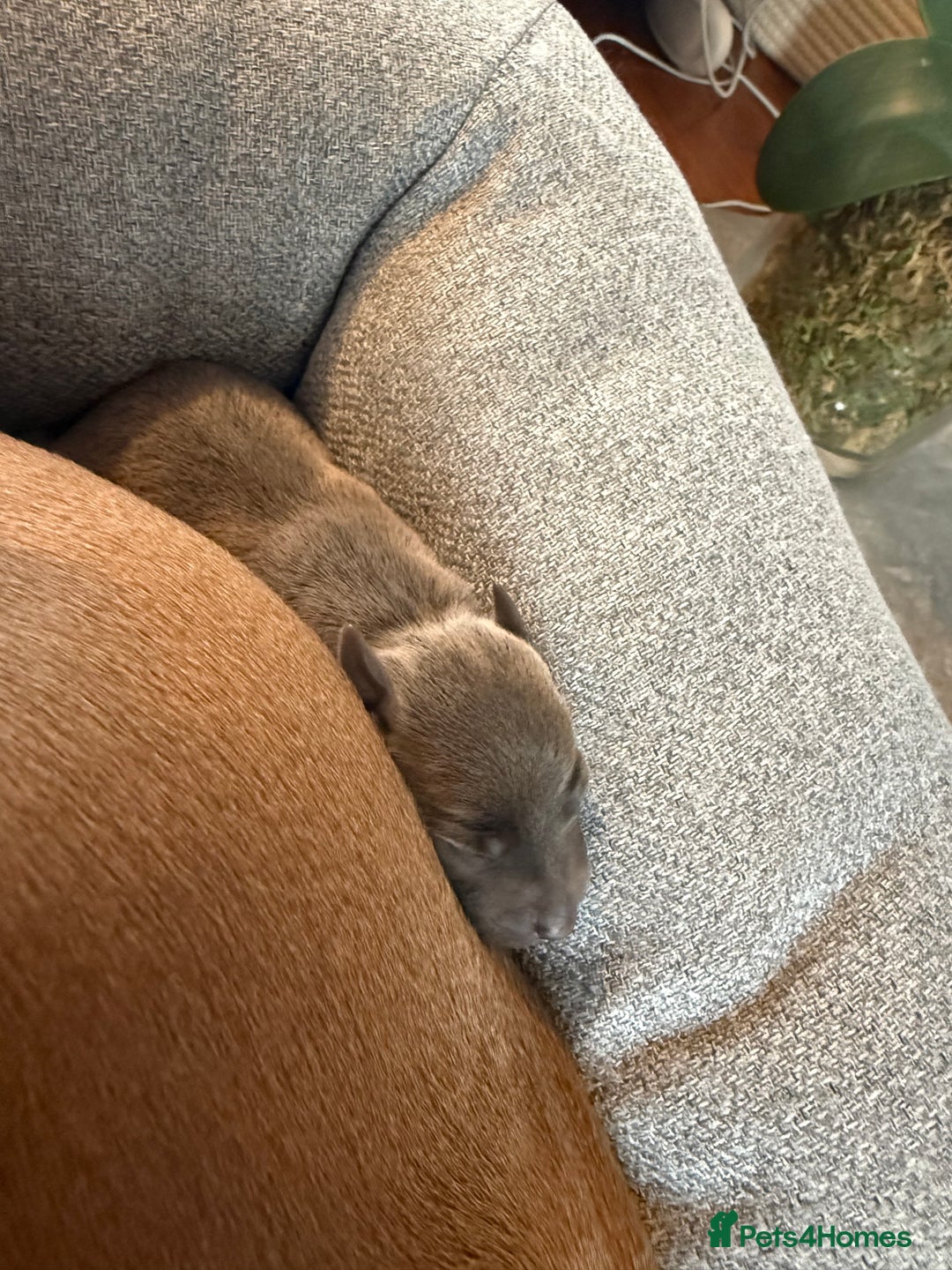 Italian Greyhound dogs for sale: Italian greyhound 4 gorgeous boys 💙 - Image 7