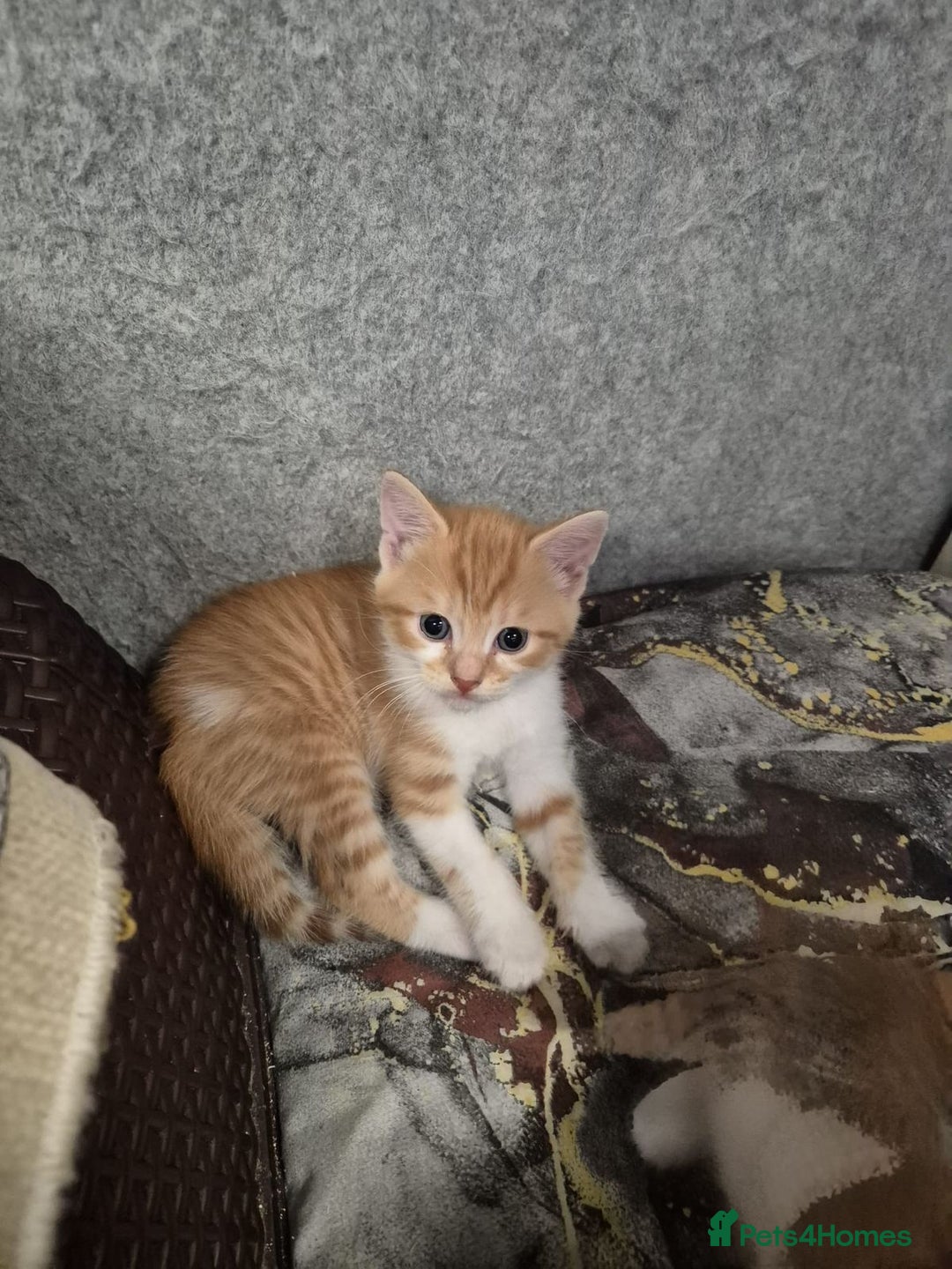 Mixed Breed cats for sale: Friendly kitten - Image 4