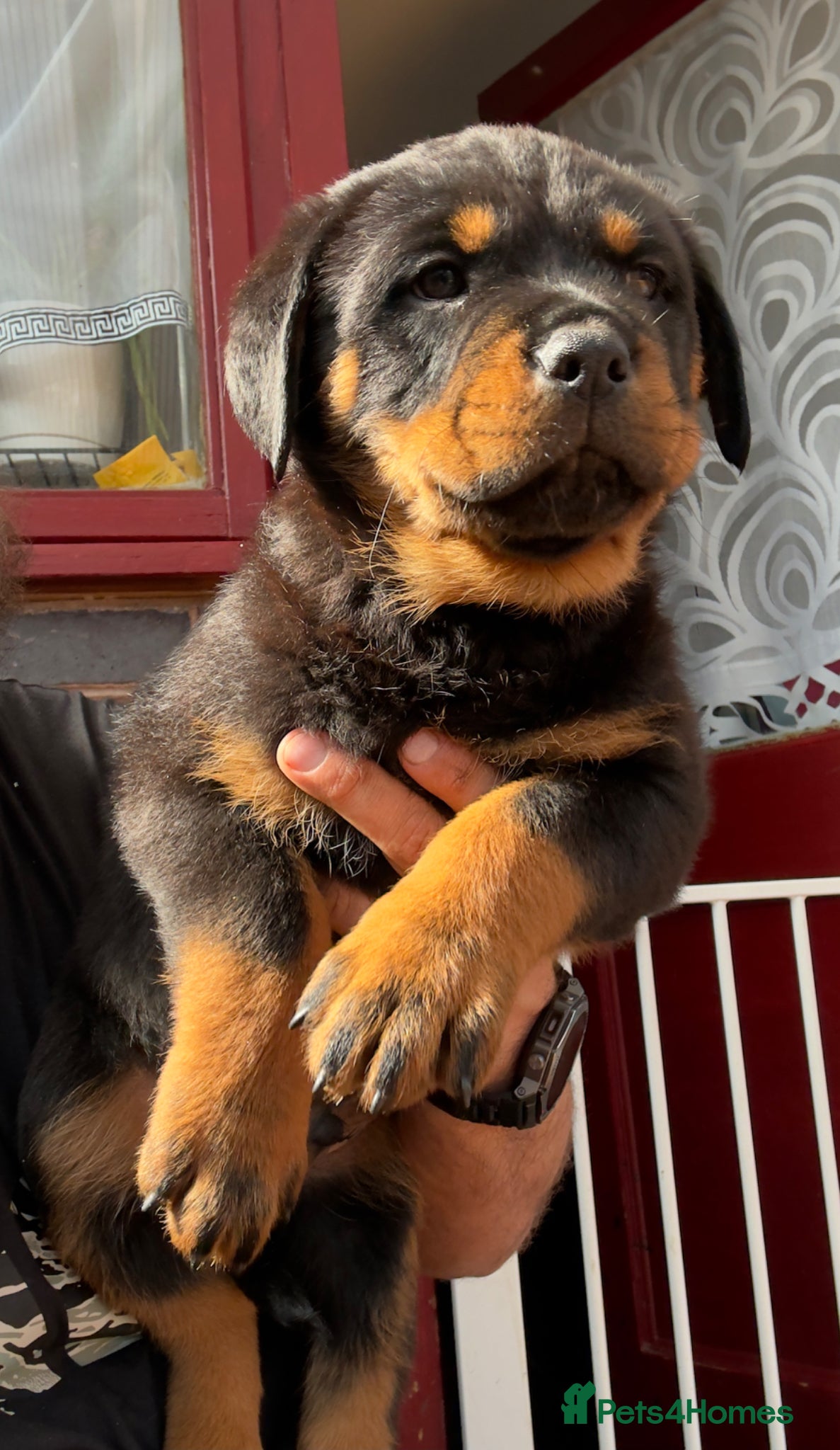 Rottweiler dogs Rottweiler Last Boy available  - Advert 9