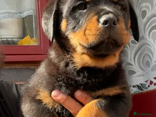 Rottweiler dogs Rottweiler Last Boy available - Advert 9