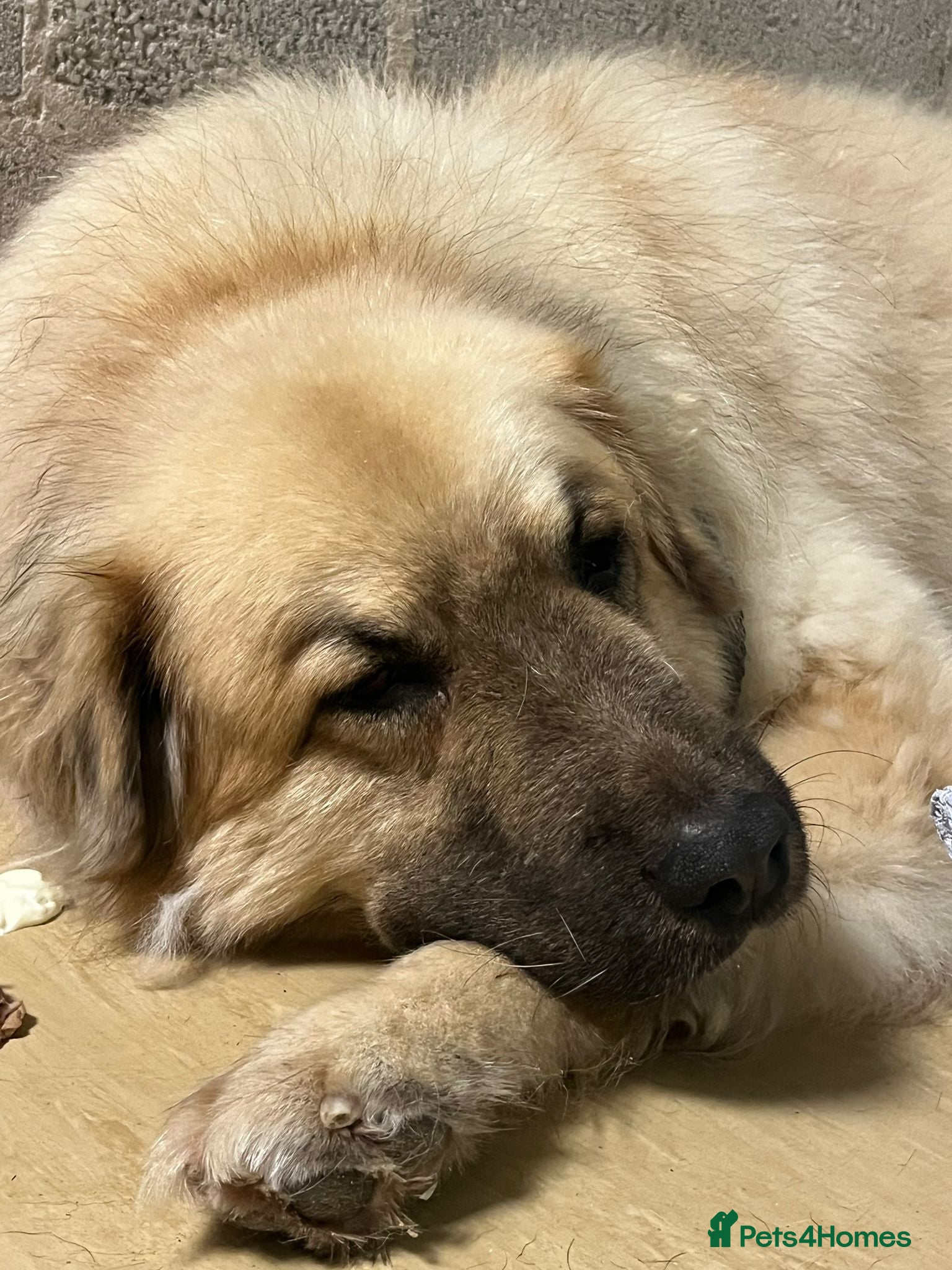 Mixed Breed dogs PAUL  - Advert 21