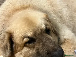 Mixed Breed dogs PAUL - Advert 21