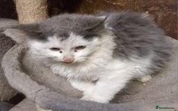 Mixed Breed cats for sale: Two fluffy rescue kitten  - Image 1