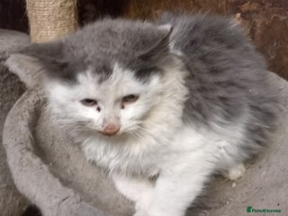 Mixed Breed cats for sale - Advert 2