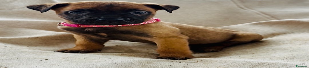 Belgian Shepherd Dog Puppy 10