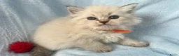 Siberian cats for sale: 💎💎GCCF Siberian Neva Masquerade Kittens💎💎 - Advert 17