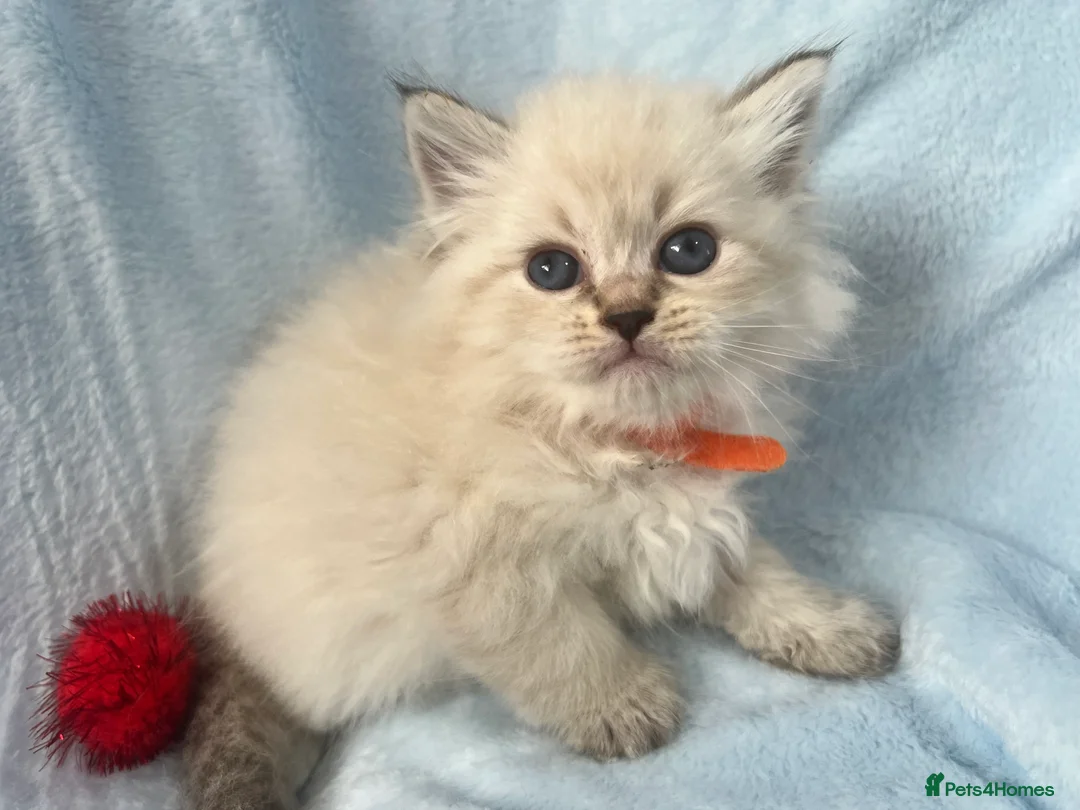 Siberian cats for sale: 💎💎GCCF Siberian Neva Masquerade Kittens💎💎 - Advert 17