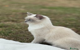 Ragdoll cats for sale: Beautiful Female Ragdoll Kitten  - Image 2