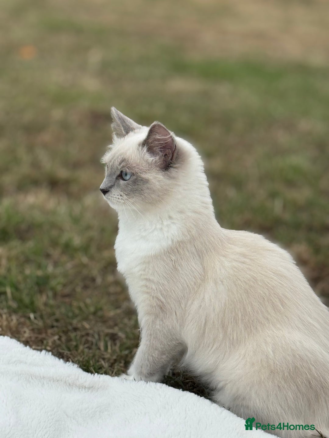 Ragdoll cats for sale: Beautiful Female Ragdoll Kitten  - Image 2