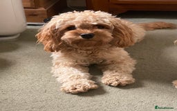 Cavapoo dogs for sale: Gorgeous Rare-Colouring Cavapoo Puppies - Image 13