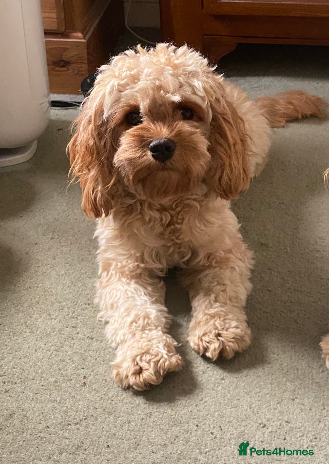 Cavapoo dogs for sale: Gorgeous Rare-Colouring Cavapoo Puppies - Image 13