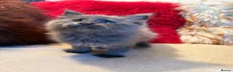 Maine Coon cats for sale: 🐾 beautiful maine coon kittens  - Advert 23