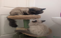 Ragdoll cats for sale: Absolutely gorgeous mink seal ragdoll for sale  - Image 5
