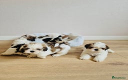 Shih Tzu dogs for sale: Shihtzu  - Image 26