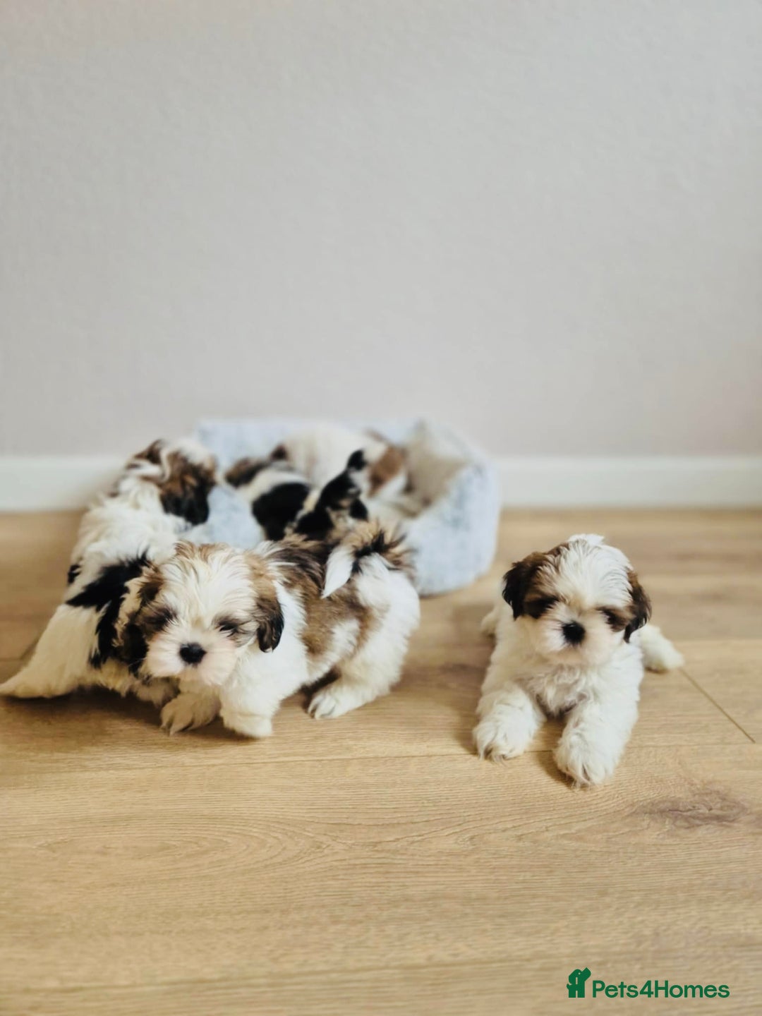 Shih Tzu dogs for sale: Shihtzu  - Image 26