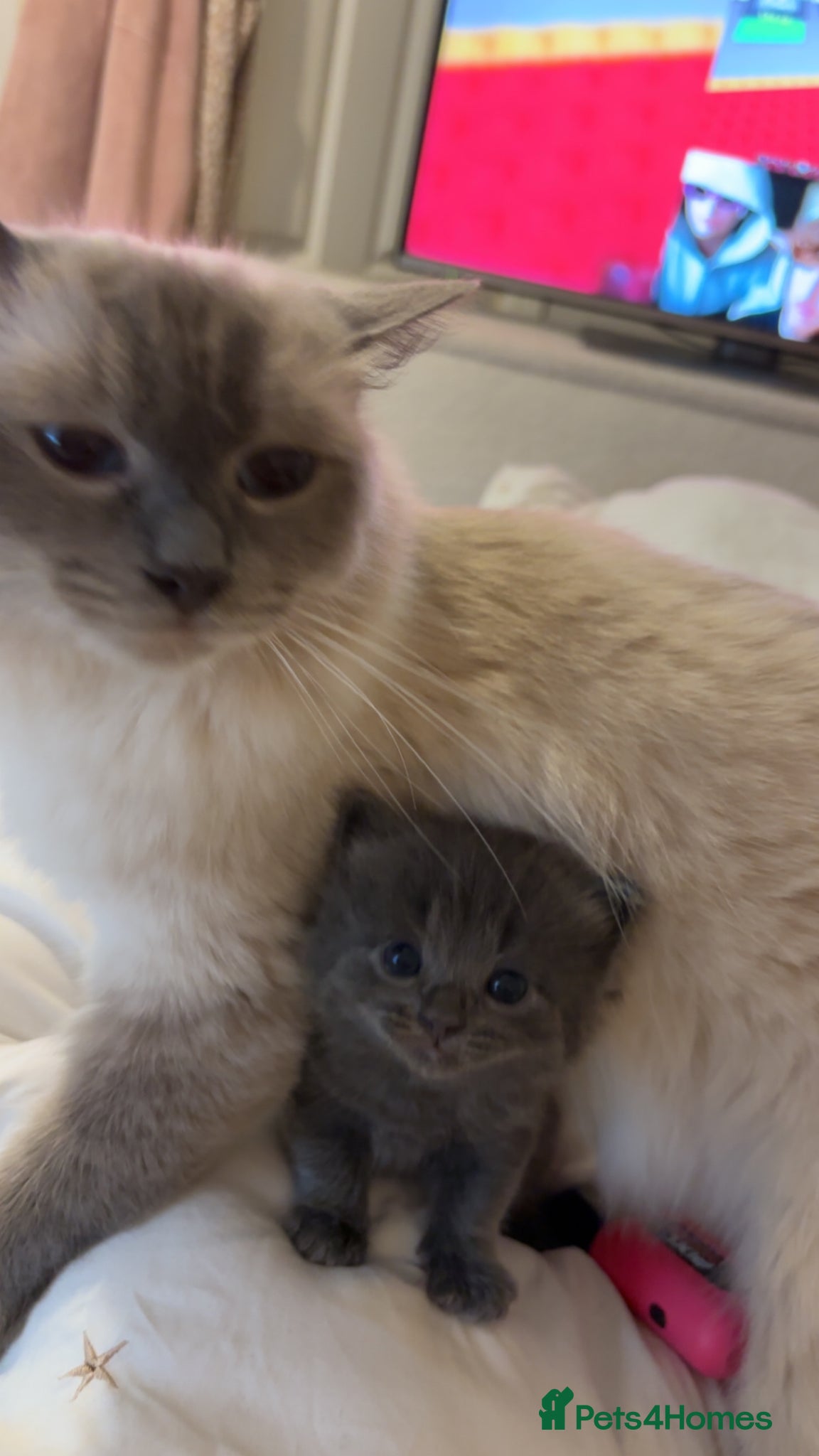Ragdoll cats for sale: Ragdoll cross kittens for sale  - Advert 3