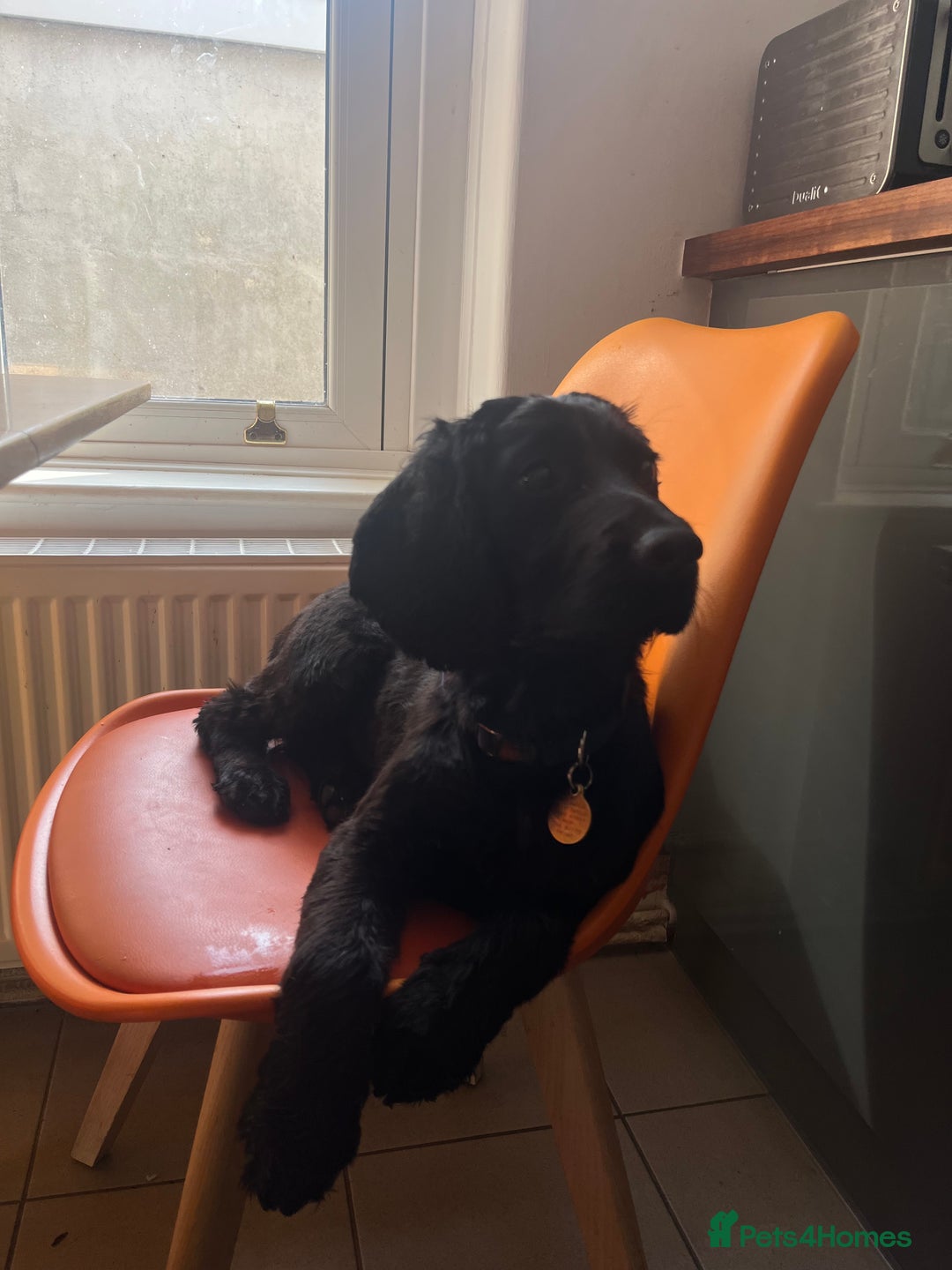 Cocker Spaniel dogs for sale: Cocker Spaniel Puppy - Male - Black/Tan Colour - Image 3