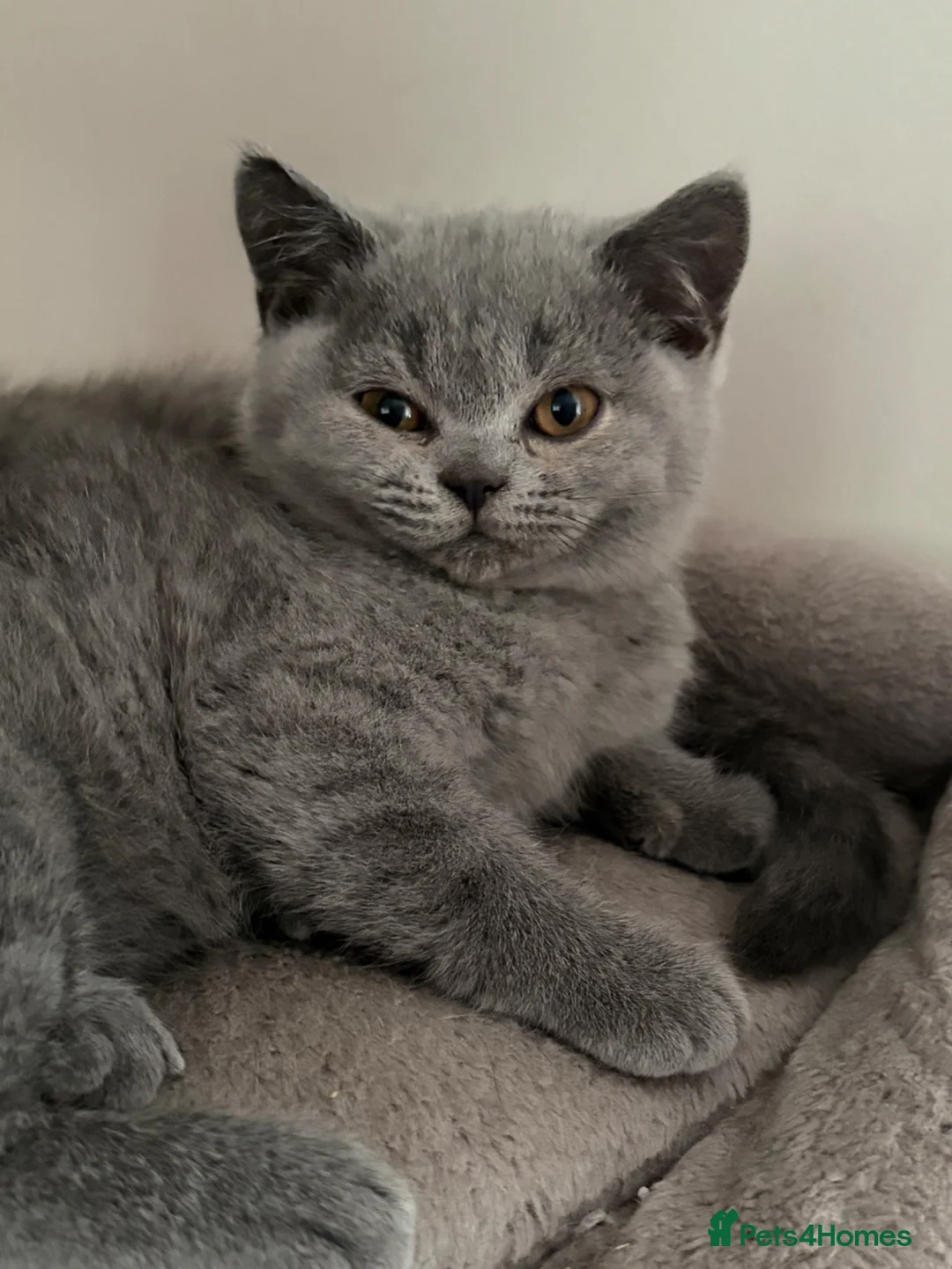 British Shorthair cats for sale: BRITISH SHORTHAIR LAST LITTLE BOY  - Advert 2