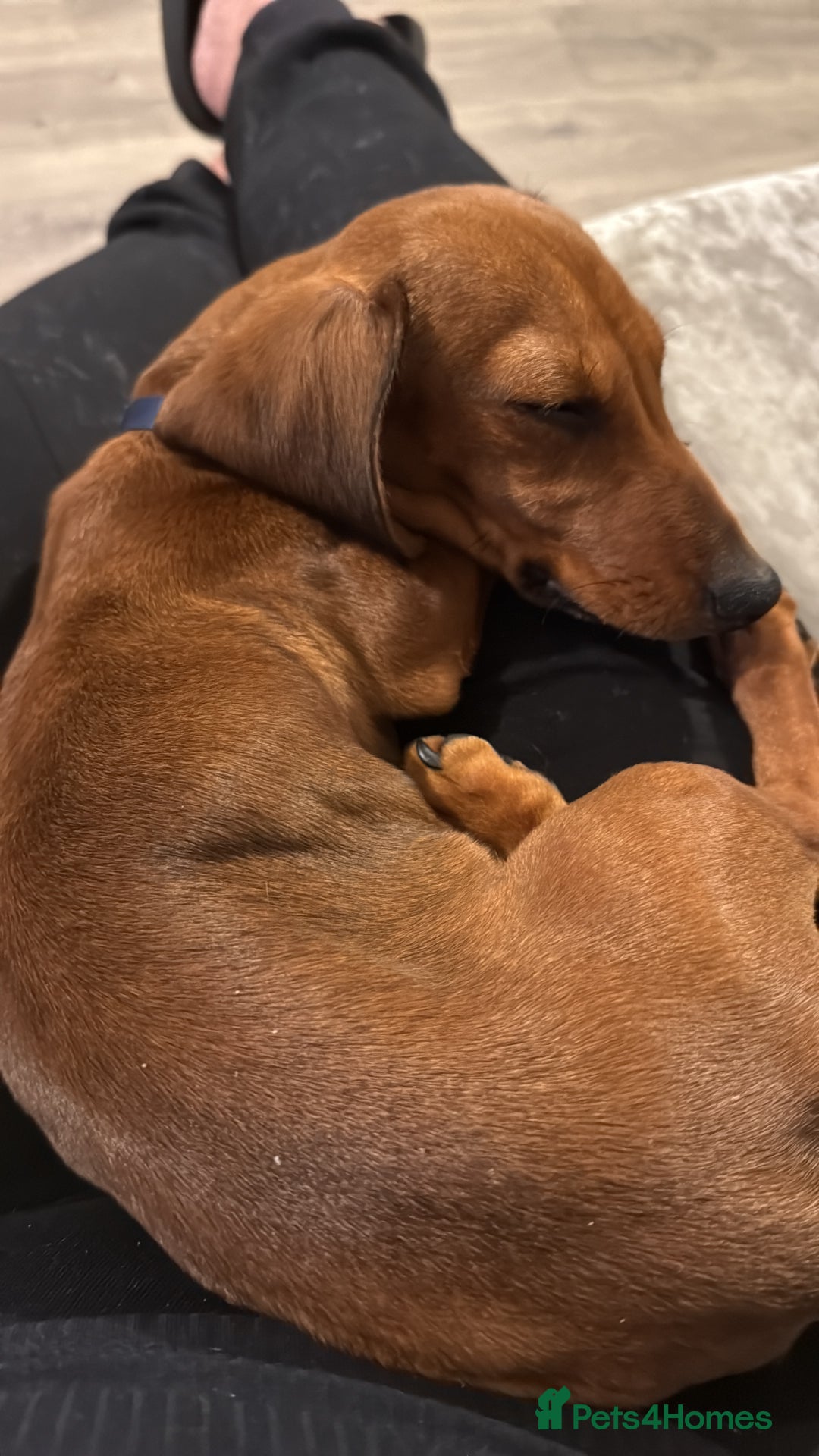 Dachshund dogs for sale: Brindle / champagne dashound BOY - Image 4