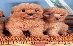 Cairn Terrier dogs for sale: STUNNING F1 cairn-oodle puppies  - Image 19