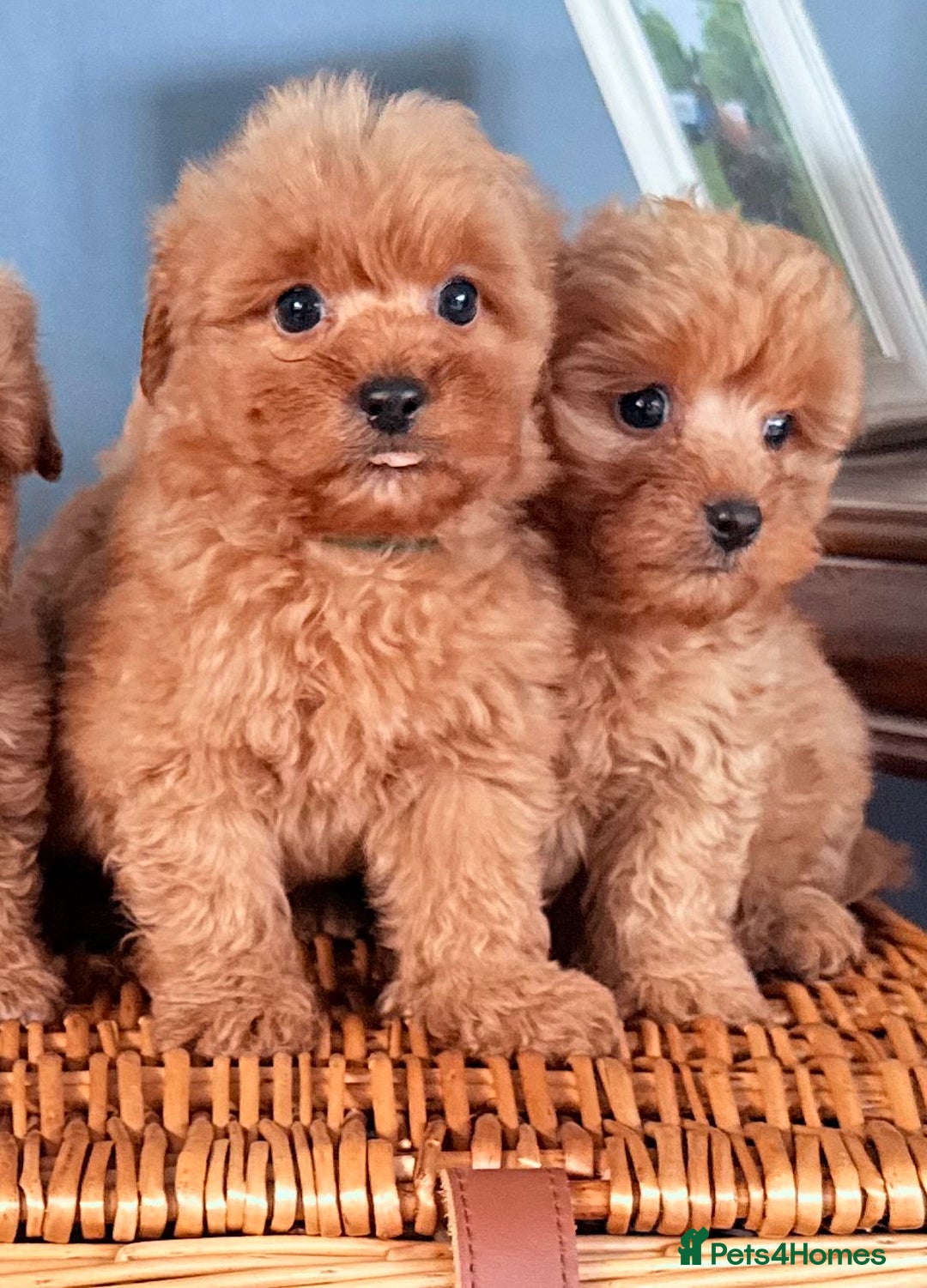 Cairn Terrier dogs for sale: STUNNING F1 cairn-oodle puppies  - Image 19