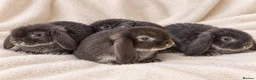 Mini Lop rabbits for sale: 7-week-old Mini Lops looking for new homes - Advert 4