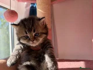 British Longhair cats looking for new home !!!! - Advert 12