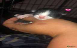 Mixed Breed cats for sale: 7 beautiful Kittens Looking for Forever homes - Image 5