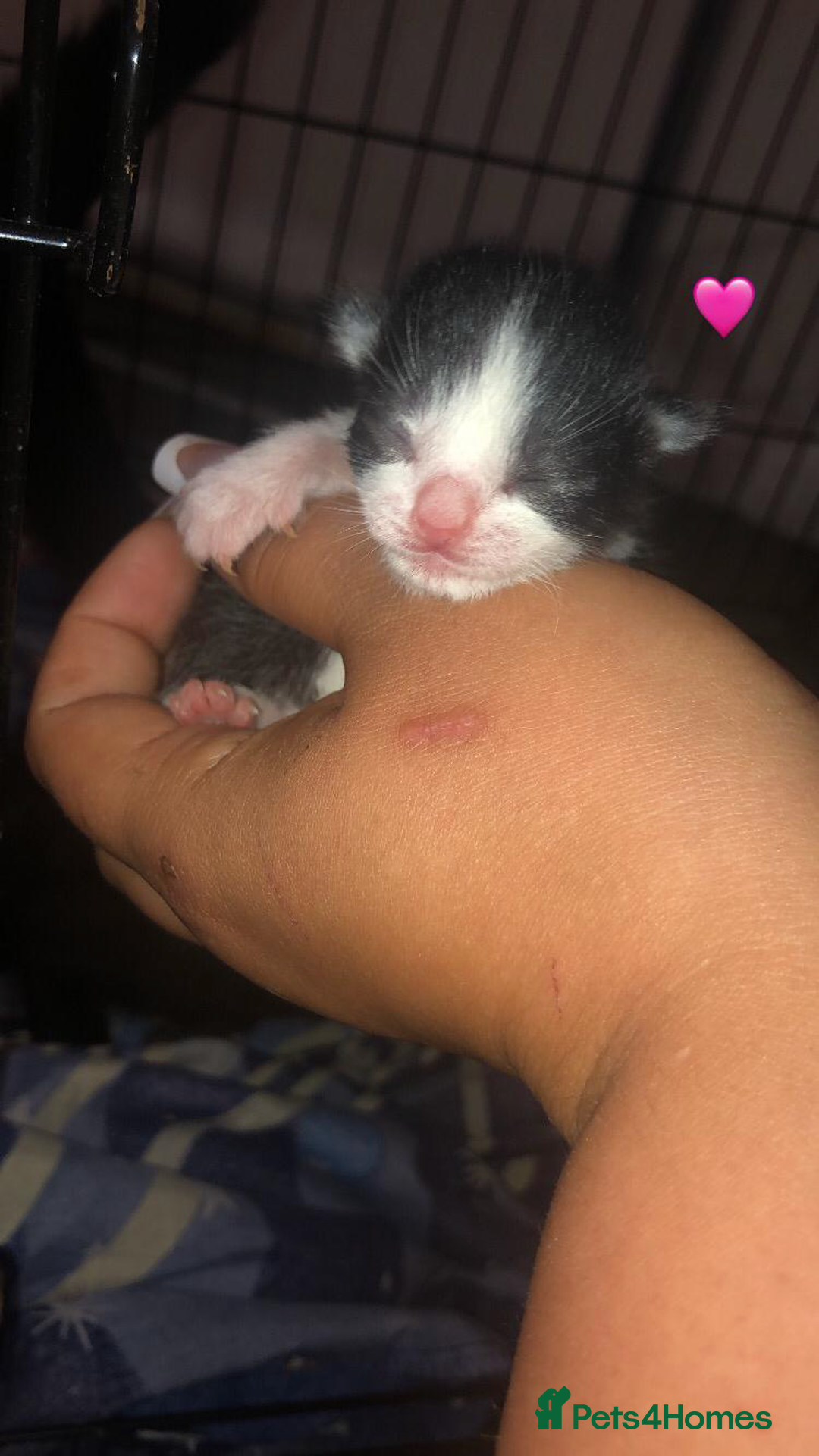Mixed Breed cats for sale: 7 beautiful Kittens Looking for Forever homes - Image 5