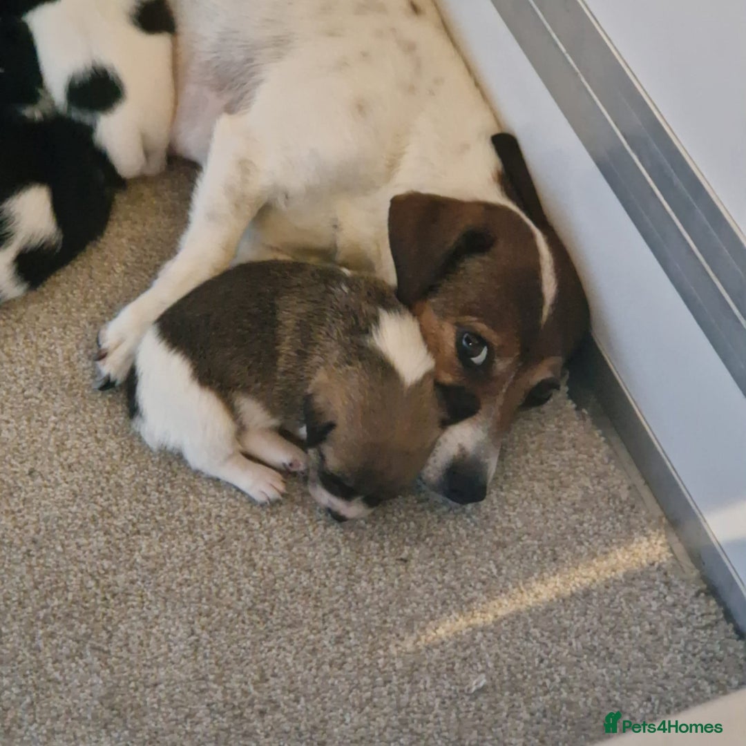 Jack Russell dogs for sale: Fabulous small type JRT BOYS - Advert 3