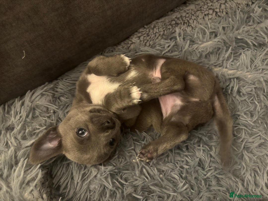 Chihuahua dogs for sale: Blue chihuahua puppies - Advert 5