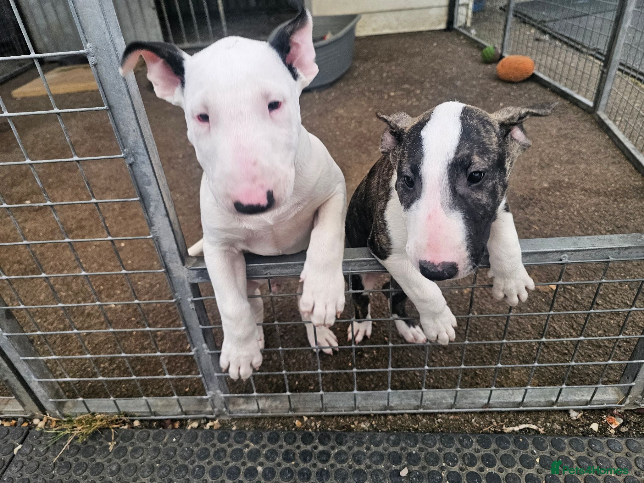 English Bull Terrier dogs English bullterrier pups for sale - Advert 1
